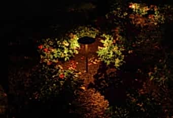 Landscape Lighting enhances plantings at night